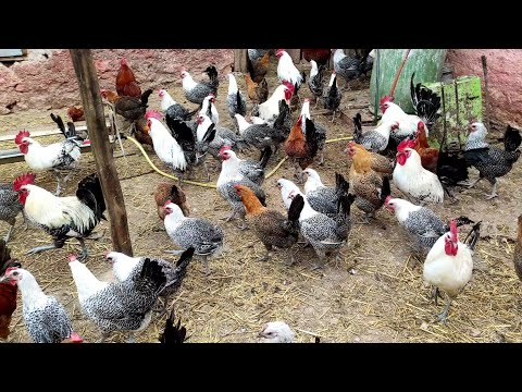 من مزرعة دجاج الفيومي اليجورن يلائموت الأندلوسي خيرات المغرب0653932637لتواصل مع جواد