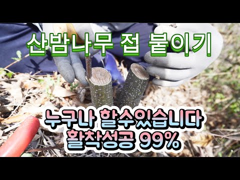 Grafting period for chestnut trees Grafting process