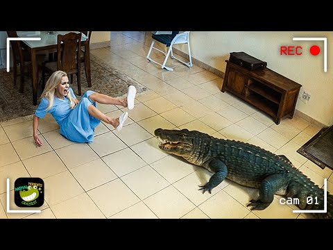Wild Animals Invading Cities Caught on Camera #12