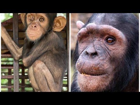 From a Broken Cage to Unbreakable Love Zeze’s Amazing Journey .🐒❤️