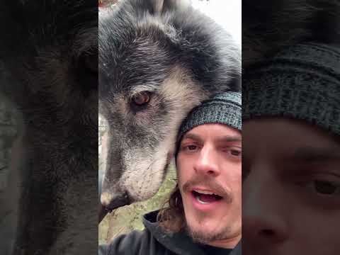 Being Friends with a Wolf