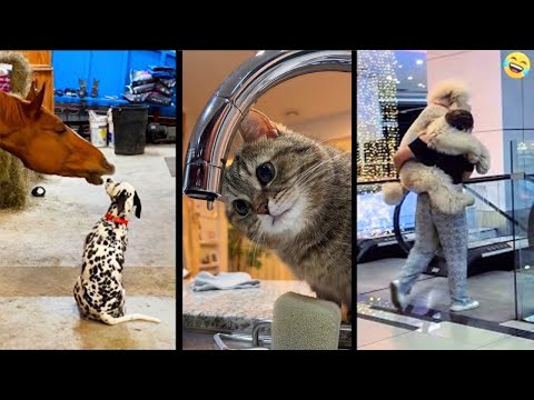 Funny ANIMALS videos 2025😅 Funniest CATS😺 and DOGS🐶