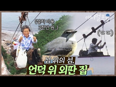 다리 아픈 할머니 위해 케이블카 설치하신 할아버지. 섬 위의 섬, 외딴 집엔 동물들의 낙원이 펼쳐진다 🌿 | 낙원의 케이블카 | KBS 인간극장 2007 방송