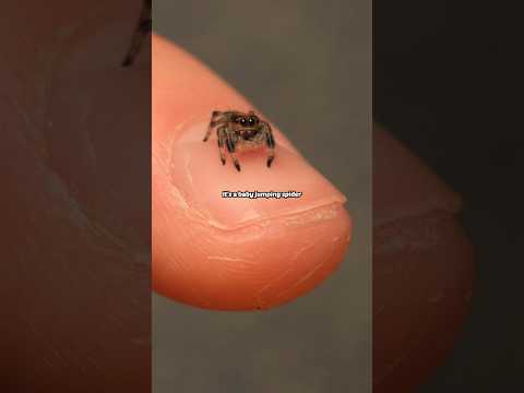 the world's cutest spider