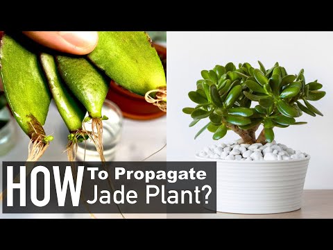 Jade Plant Propagation from Cuttings (Crassula Ovata)