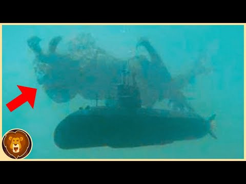 Des Plongeurs ont FiImé ce que Nous N'Étions pas Censés Voir