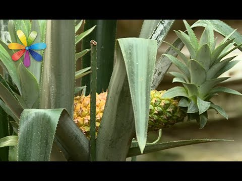 Как вырастить инжир, ананас и бананы в комнатных условиях – Все буде добре. Выпуск 1036 от 15.06.17