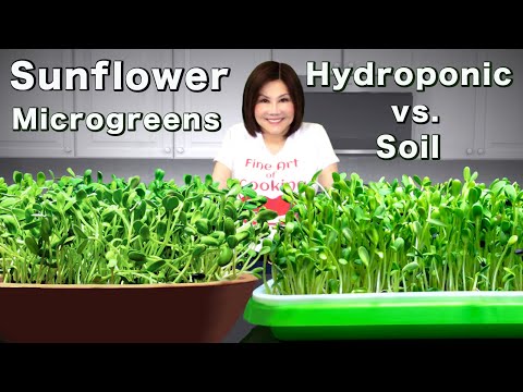 Sunflower Microgreens - Hydroponic vs. Soil 向日葵芽苗水培種植