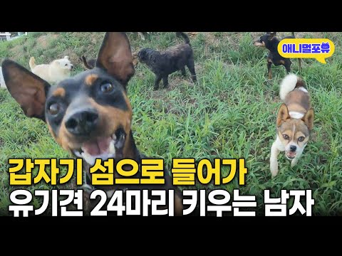 “주변에서 저보고 미친놈이래요” 갑자기 섬으로 들어가 유기견 24마리 데려온 남자 I KBS 동물극장 단짝 220924 방송