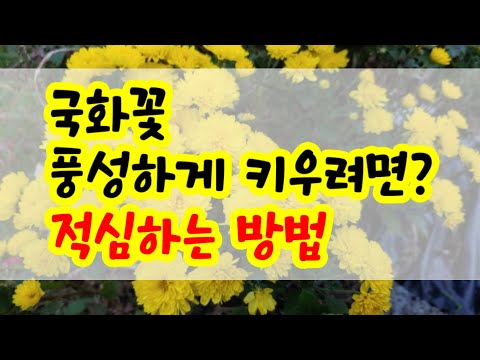 국화순자르는시기 국화적심 기간 적심방법 국화삽목 국화꽃 풍성하게 키우는 법