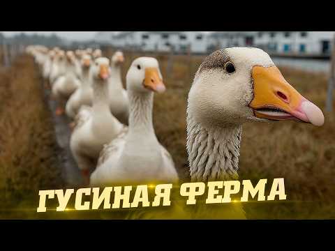 Гусиная ферма. Как это сделано