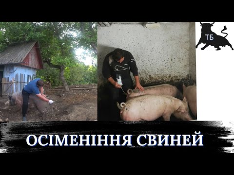 №42. Свинарство в Україні. Штучне осіменіння свиней. Все буде UA!!!