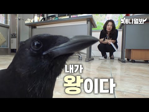 까치 집 보러 왔습니다만 ㅣHere To Look For the Magpie’s house