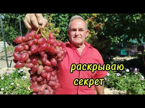 Как вырастить гигантскую гроздь, раскрываю секрет.