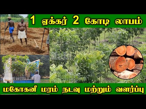 1 ஏக்கர் 2 கோடி மகத்தான லாபம் தரும் மகோகனி சாகுபடி | Plantation & Maintained by Vathiyar Nursery