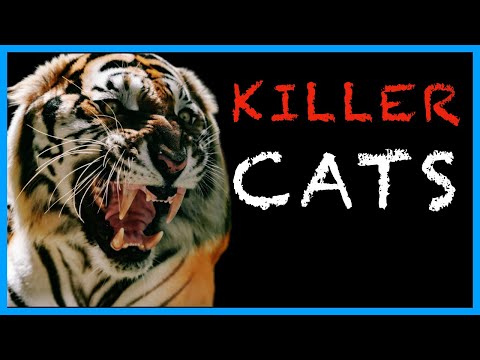 Pet Tigers are a TERRIBLE Idea