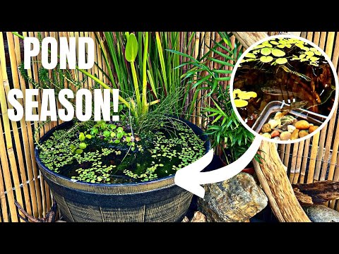 DIY PATIO POND FOR RARE GUPPIES! (NO FILTER & LOW BUDGET)
