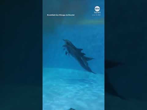 Dolphin gives birth in Illinois zoo