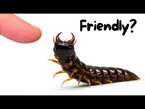 I Set A Trap In The Forest And Caught THIS...