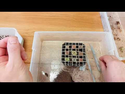 Литопс медитация. Незапланированная пересадка литопсов.