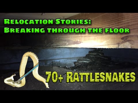 BREAKING THROUGH FLOOR to Catch RATTLESNAKES! OVER 70 SNAKES CAPTURED!