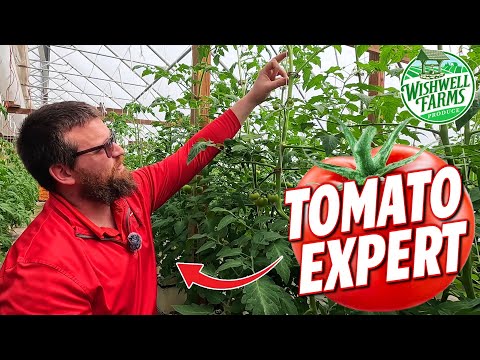 MEET a Tomato Growing MASTER on My Farm! 🍅