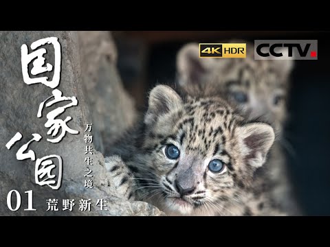 《国家公园·万物共生之境》4K 尽显生态之美！雪豹 藏羚羊 旱獭在广袤而苍茫的高原之上有着怎样的勃勃生机？EP01【CCTV纪录】