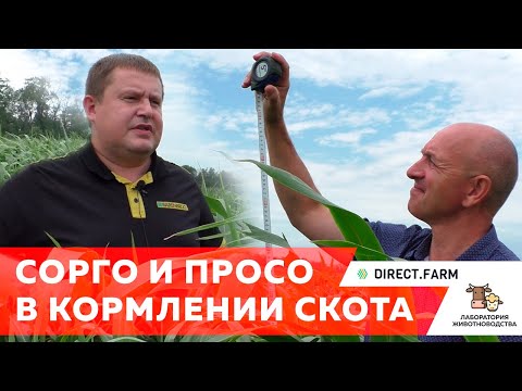 Sorghum-Sudanese hybrid and pearl millet