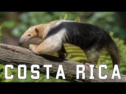WILD COSTA RICA | Elusive creatures and unexplored jungles
