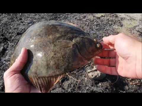 Primitive fishing for flatfish using a baited line