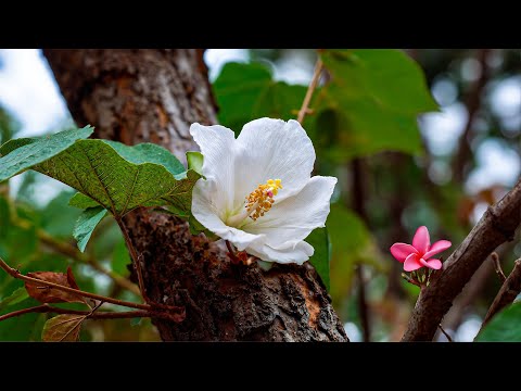 Stress Relief Music Therapy 🌿 For Minds That Won’t Sleep Because They’re Still Protecting You