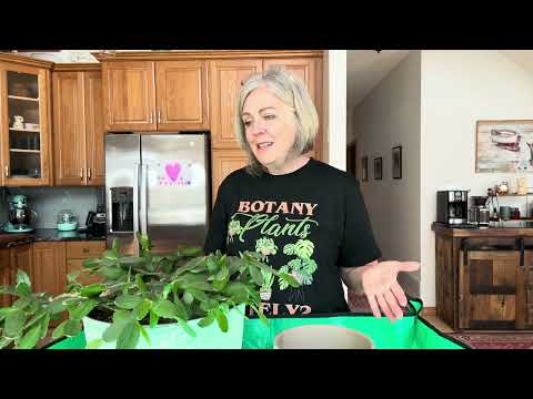 Repotting My Old Easter Cactus