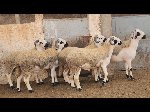 👀 فحول🐏 الموسم💸🌲 طهور الأول 👌 أنوك  2026  الكسابة الكبير  عبد الرحيم🥇 الطالبي🚶 وفقه الله 🤝🌹