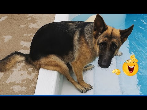 You Will Die Laughing At These Dogs 😹🐶 The Funniest Cat & Dog Moments Compilation 😁