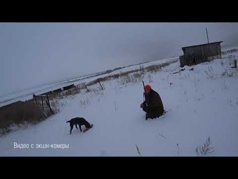 Удачная охота на зайца в Самарской области.  Смольковское охотхозяйство.