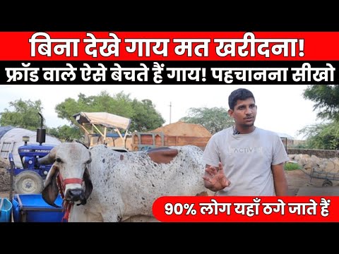 गाय खरीदते वक्त ठगी से कैसे बचे? जानिए एक गोपालक से 👍