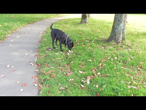 NIKKI BLACK LABRADOR SERIES TWO EPISODE ONE HUNDRED   NINETY FIVE   AT  TWENTY NINE    MONTHS  OLD