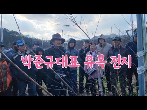 박준규 대표 복숭아 유목 전지 교육