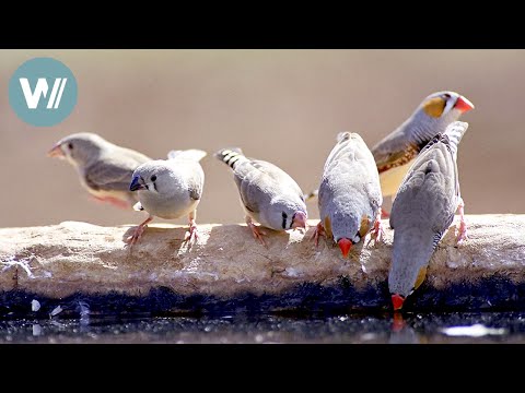 Der große Durst der kleinen Zebrafinken | Tiere vor der Kamera (1995) | Folge 31/54