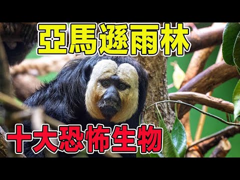 The top ten "horror" creatures in the Amazon rainforest