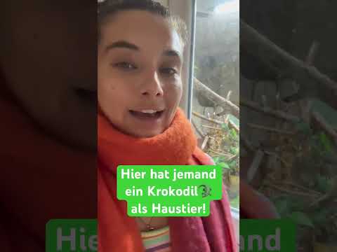 🐊 Krokodil als Haustier?! #shorts #krokodil #exotischetierarten