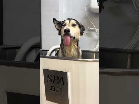 Sauna Spa.😂 #dogs #funnydogs #funnypets #petlovers