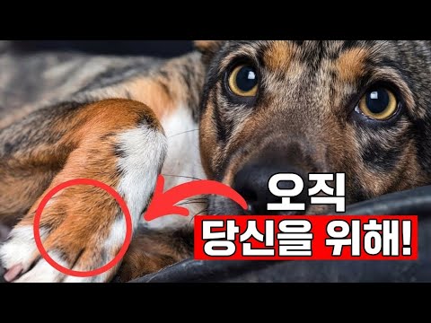 개들이 가장 좋아하는 사람들에게만 하는 5가지