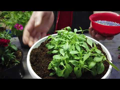 Большие, Зеленые КАЛИБРАХОА.  Полезные советы в Марте и Апреле