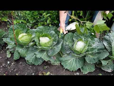 Теперь капусту выращиваю только так! Без химии, экологически чистую