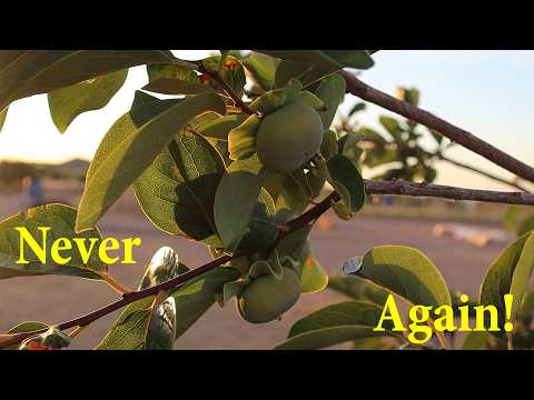 Fruit Tree Regrets: 5 Mistakes We’ll Never Repeat 😬