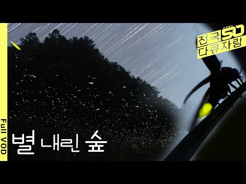 [National Documentary Show] The Disappearing Fireflies. The Unmunsan Firefly, an Endemic Species ...