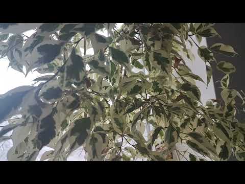 Почему фикус осенью сбрасывает листья?!