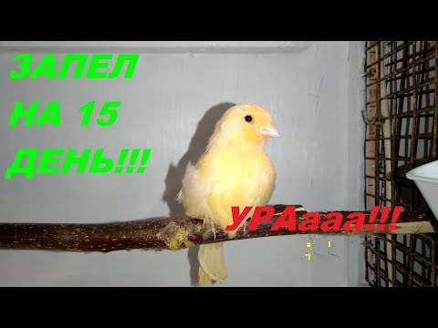 Как научить молодого кенара петь громко и красиво.С какого возраста начинают петь кенара ?