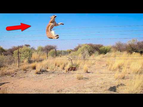 Amazing Jumps of Different Animals. Big Episode!